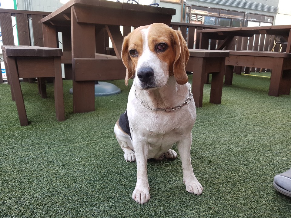 민아(모견) (1).jpg