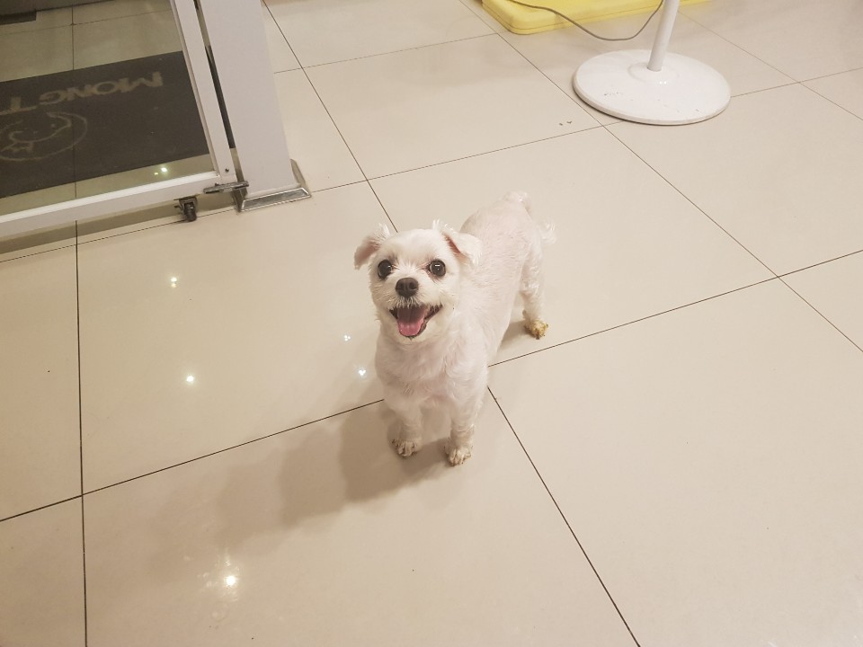 흰둥이 (3).jpg