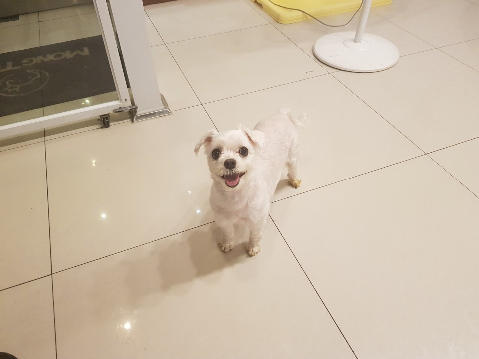 흰둥이 (1).jpg