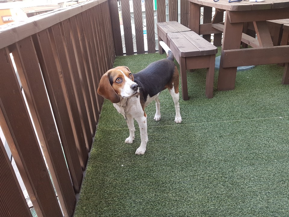 하늘(자견) (2).jpg