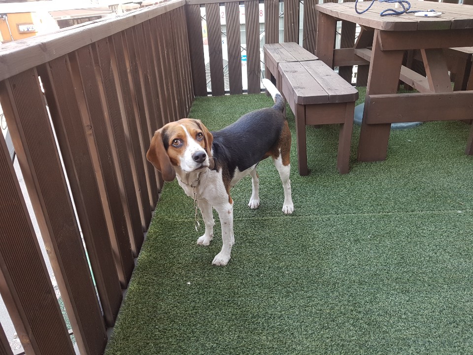 하늘(자견) (1).jpg