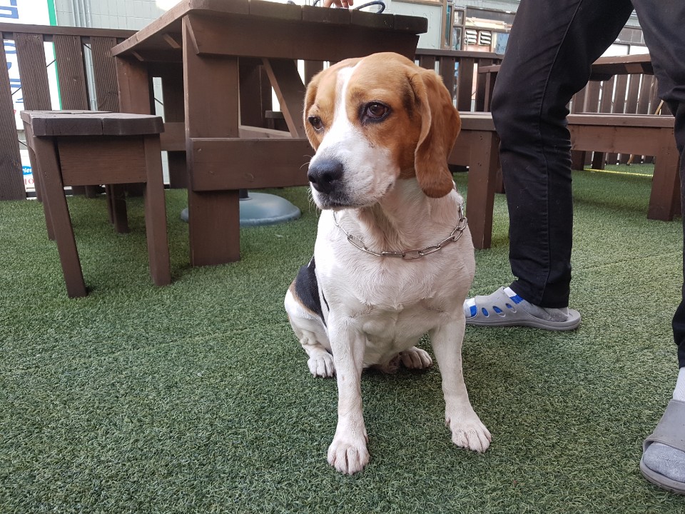 민아(모견) (2).jpg