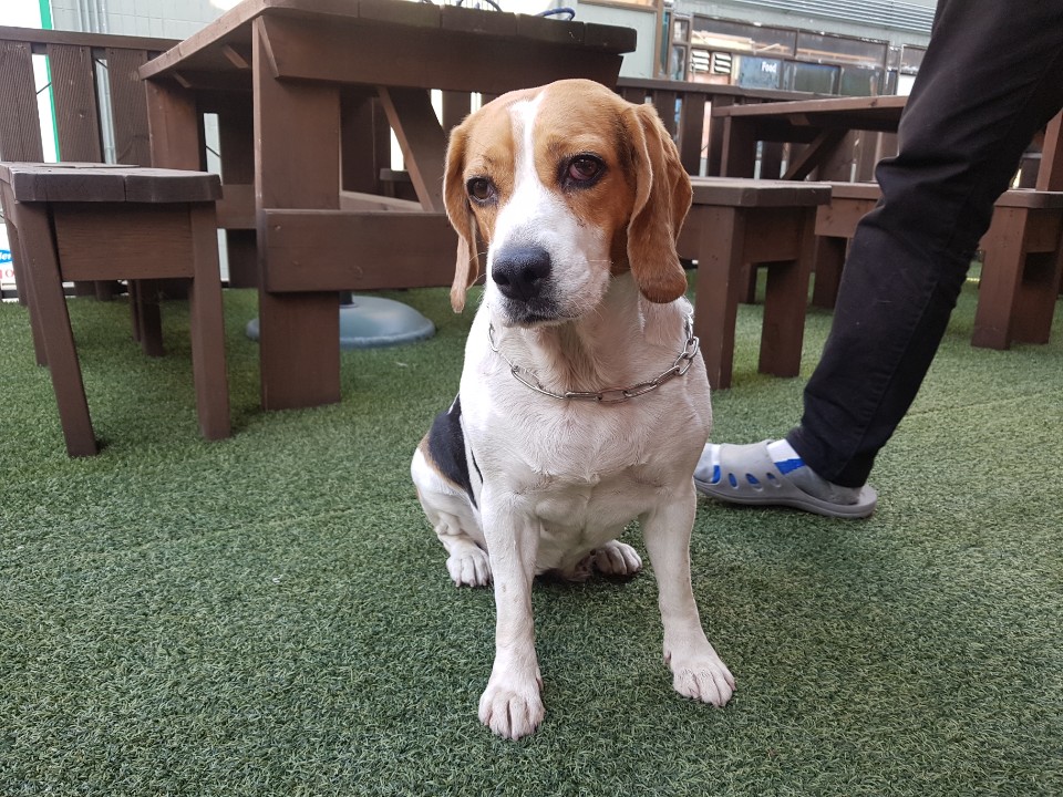 민아(모견) (3).jpg