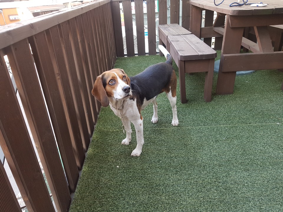 하늘(자견) (3).jpg