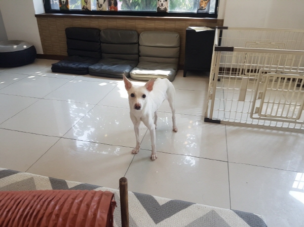 꼬미(믹스) (9).jpg