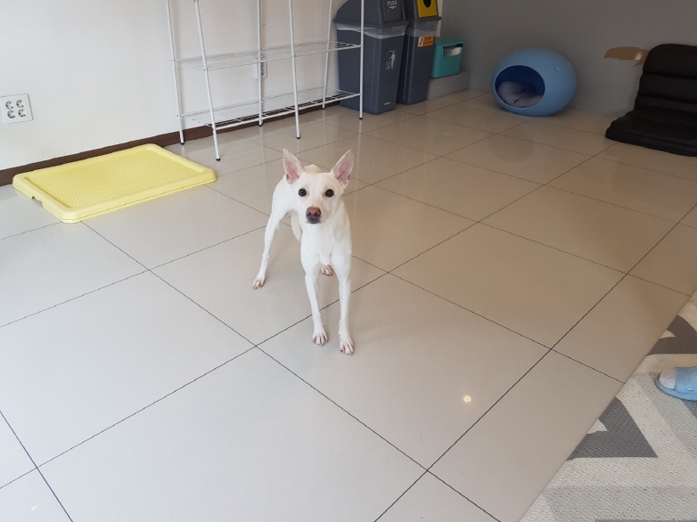 꼬미(믹스) (7).jpg