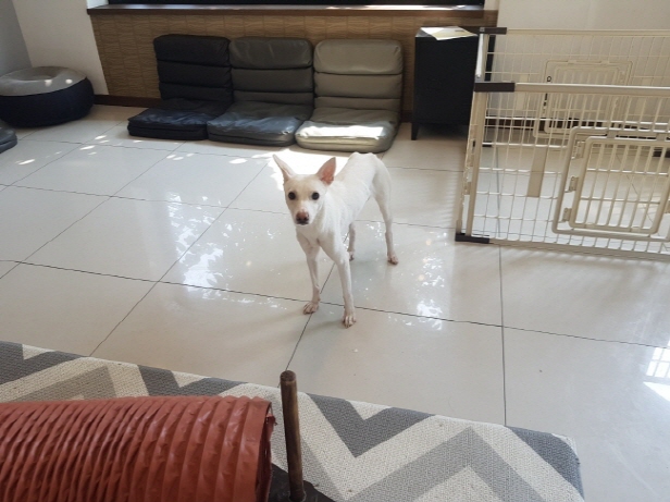 꼬미(믹스) (8).jpg