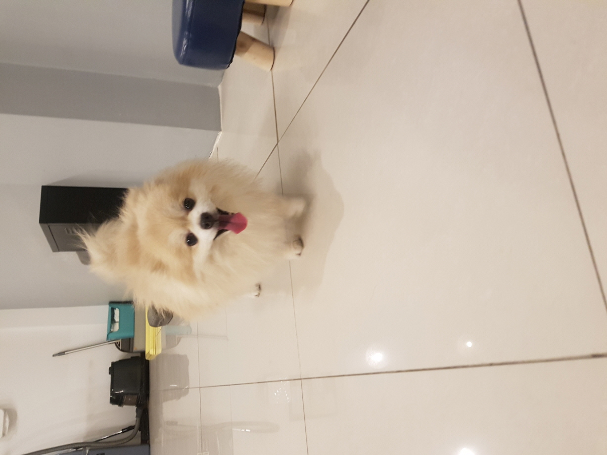 만두 책임비5만원2.jpg