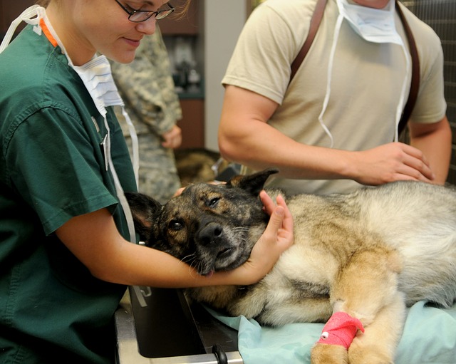 dog-clinic-veterinary-hospital-veterinary640.jpg