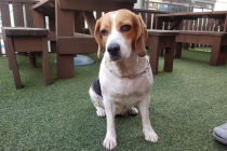 비글 여아 무료 분양합니다