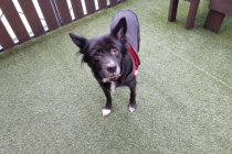 진도믹스 여아 무료 분양 합니다.