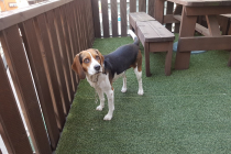 비글 여아 무료 분양합니다