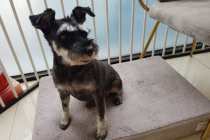 슈나우저 여아 무료 분양 합니다.