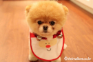 포메라니안 [Pomeranian]