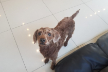 푸들 남아 무료 분양합니다