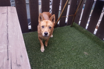 믹스 남아 무료 분양 합니다.