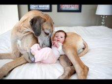 Cute Babies Playing with Big Dogs Compilation January 2015 [720p HD VIDEO]