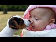 Hunde Und Babies Sprechen Miteinender [HD VIDEO]