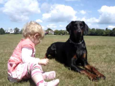 Doberman protects baby toddler at the park. MUST SEE!