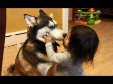 Baby Loves Siberian Husky Dog!