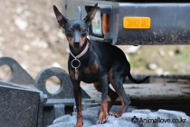 (미니핀) 미니어처 핀셔 [Miniature Pinscher]