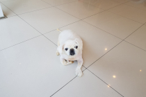 페키니즈 남아 무료분양 합니다.