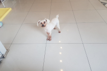 화이트 슈나우져 여아 무료분양 합니다.