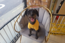 슈나우져 여아 무료 분양 합니다.