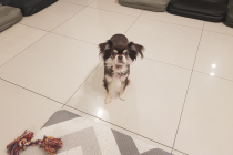 장모치와와 남아 무료 분양합니다