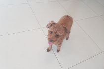 푸들 남아 무료분양 합니다.