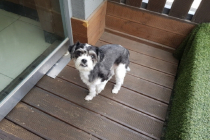 믹스 남아 무료 분양 합니다.