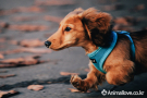 닥스훈트[Dachshund]