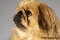 페키니즈 [Pekingese]