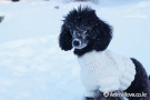 토이푸들 [Toy Poodle]