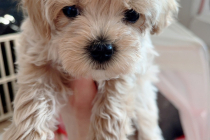 2~3 개월 아이들 책임분양합니다