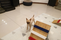 치와와 남아 무료분양 합니다.