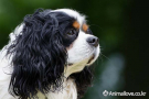 카발리에킹찰스스패니얼 [Cavalier King Charles Spaniel]