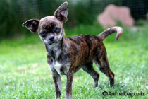 치와와 [Chihuahua]