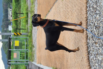 도베르만 무료분양