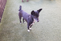 믹스 남아 무료 분양합니다