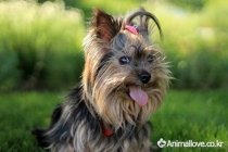 요크셔 테리어 [Yorkshire Terrier]