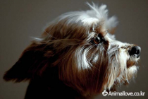 오스트레일리안 실키 테리어 [Australian silky terrier]