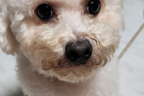 비숑 5kg 수컷 분양 합니다.