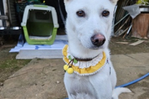 진돗개 분양합니다.