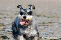 미니어처 슈나우저 [Miniature Schnauzer]