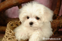 말티즈 [Maltese]