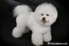 비숑 프리제 [Bichon Frise]