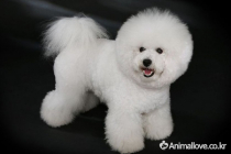비숑 프리제 [Bichon Frise]