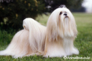 라사 압소 [Lhasa Apso]