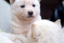 영리한 진돗개 강아지 분양합니다